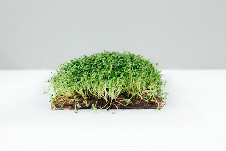 Home gardening. Greenery microgreens, basil on a linen rug on a gray background. Front viewの写真素材