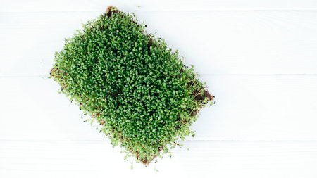 Home gardening. Greenery microgreens, basil on a linen rug on a gray background. Top viewの写真素材