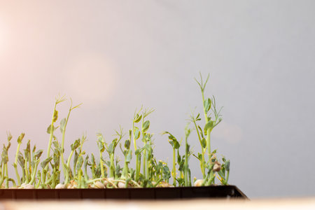 Home gardening. Greenery microgreens, peas on a linen rug on a gray background with shadows. Front viewの写真素材