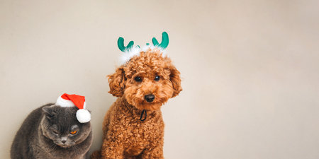 Close-up small ginger poodle dog with green deer antlers and grey cat in Santa cap on a light background. Pets portrait. Christmas greetings card, front view. Web bannerの写真素材