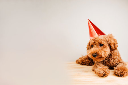 A small red poodle in a festive red cap on a light background celebrates a birthday. Celebration background with empty space. Front viewの写真素材