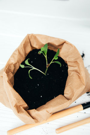 Concept of gardening. Planting vegetable seedlings. A small green plant in a brown paper bag with soil and gardening tools on a white background. Top viewの写真素材