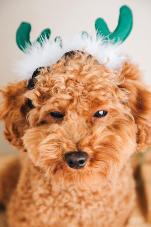 Close-up small ginger poodle dog in a green deer antlers on a light background. Pets portrait. Christmas greetings card, top viewの写真素材