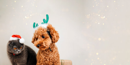 Close-up small ginger poodle dog with green deer antlers and grey cat in Santa cap on a light...