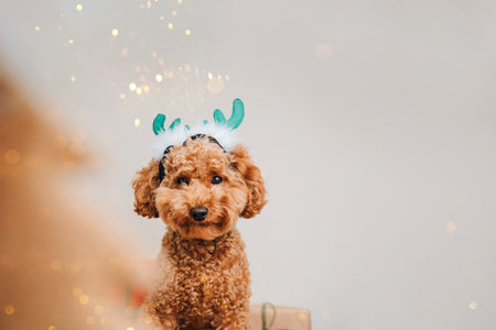 Close-up small ginger poodle dog in a green deer antlers on a light background. Pets portrait....