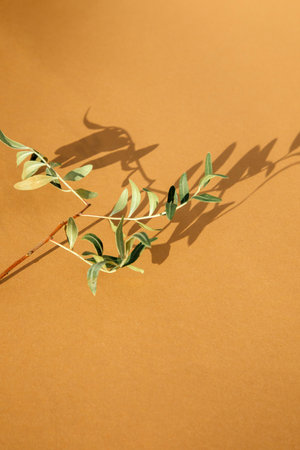 A dried green branch on brown in bright daylight with shadows. Flat Layの写真素材