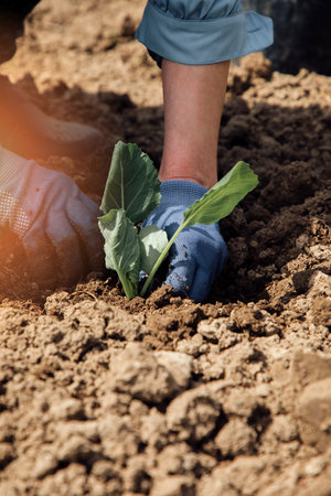 Concept of gardening. Womans hands planting a green bushes of cabbage in the ground soil on a sunny...