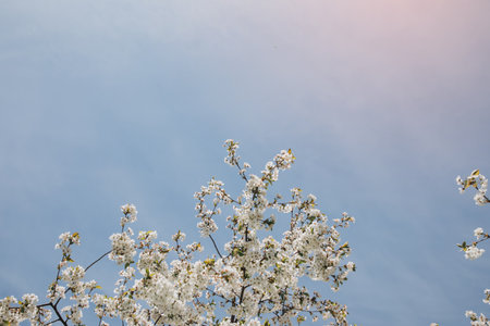 Blooming branches of cherry on a background of blue sky, selective focus. Natural flowering...