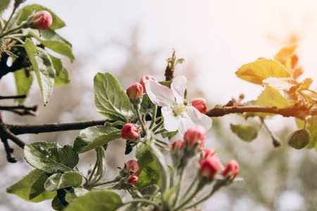 Blooming branches of apple tree on a background of blue sky, selective focus. Natural flowering backgroundの写真素材
