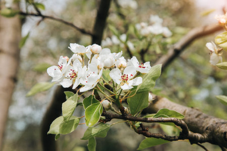 Blooming branches of apple tree on a background of blue sky, selective focus. Natural flowering backgroundの写真素材