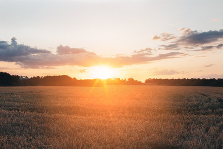 Spikelets of yellow wheat on the agricultural field. Wheat field at sunset. Front viewの写真素材