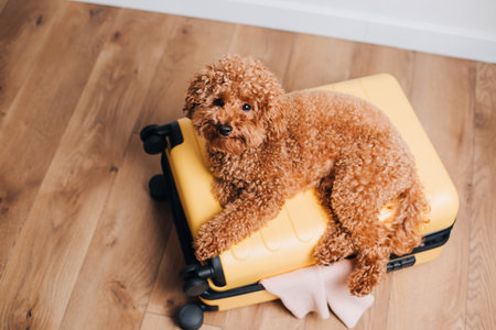 Red little poodle sitting in a yellow suitcase. Packing things on a journey to the bag with pets. Dogs in bag. Top viewの写真素材