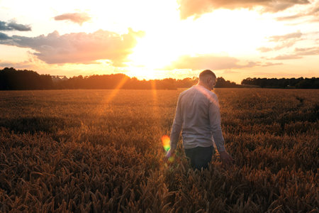 Wheat field at sunset. Agriculture concept, a farmer in the field checks the quality of the crop. Front viewの写真素材
