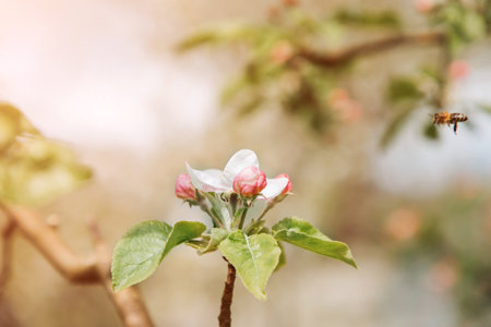 Blooming branches of apple tree on a background of blue sky, selective focus. Natural flowering backgroundの写真素材