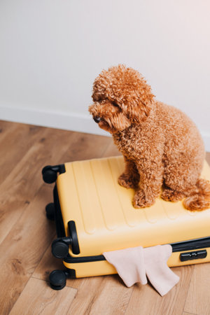 Red little poodle sitting in a yellow suitcase. Packing things on a journey to the bag with pets. Dogs in bag. Top viewの写真素材