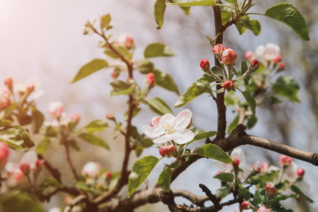 Blooming branches of apple tree on a background of blue sky, selective focus. Natural flowering backgroundの写真素材