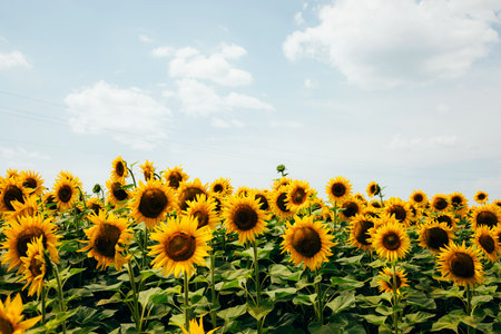 Bright yellow sunflowers against a clear blue sky in sunny weather. Agricultural field with...