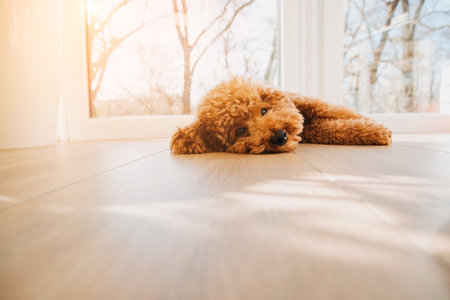 A small ginger poodle lying on the floor near the big window. Front viewの写真素材