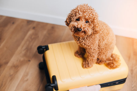 Red little poodle sitting in a yellow suitcase. Packing things on a journey to the bag with pets. Dogs in bag. Top viewの写真素材