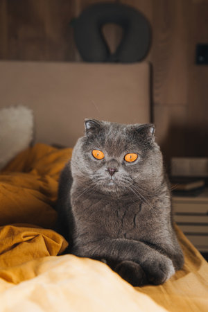 A Scottish Fold gray cat with orange eyes is lies on a the bad on yellow fabric, resting. Front viewの写真素材