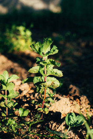 Stem of fresh green mint in sunlight in the ground in the garden. Gardening concept. Natural background. Front viewの写真素材