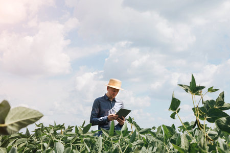 Farmer, agronomist in the soybean field. Controlling the growth of agricultural crops. Green soy with beans. Front viewの写真素材