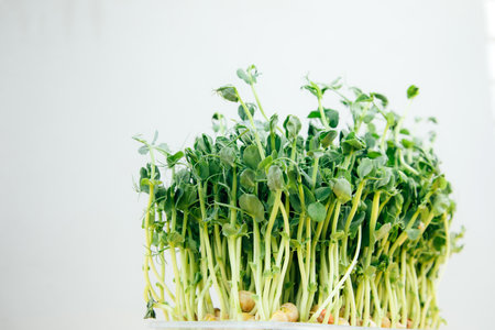 Home gardening. Greens microgreens, peas on a linen rug on a gray background close up. Front viewの写真素材