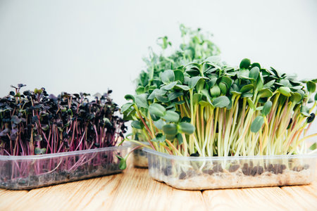 Home gardening. Greens microgreens, peas, radishes, sunflowers in plastic containers on a linen rug...
