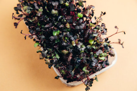 Home gardening. Greens microgreens, radishes, in plastic containers on a linen rug on a brown background. Top viewの写真素材
