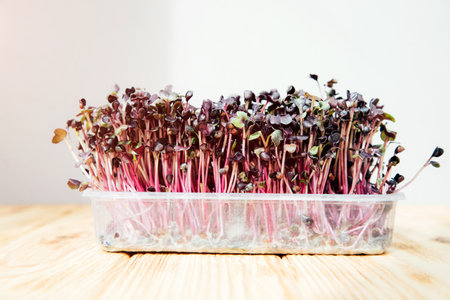 Home gardening. Greens microgreens, radishes in plastic containers on a linen rug on a wooden background. Front viewの写真素材