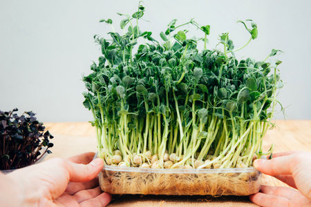 Home gardening. Greens microgreens, peas, radishes in plastic containers on a linen rug on a wooden background. Front viewの写真素材