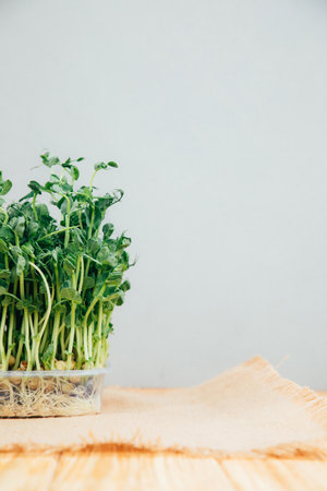 Home gardening. Greens microgreens, peas, in plastic containers on a linen rug on a wooden background. Front viewの写真素材