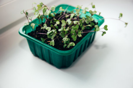 Gardening concept. Green sprouts of seedlings grown from seeds. Seedlings of cabbage in a pot with soil. Top viewの写真素材