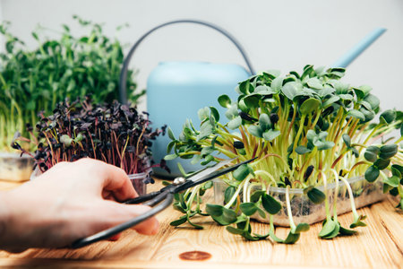 Home gardening. Greens microgreens, peas, radishes, in plastic containers on a linen rug on a wooden background with watering can and scissors. Front viewの写真素材