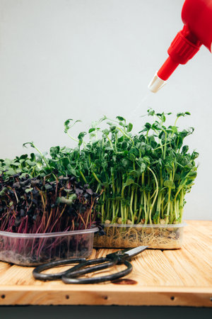 Home gardening. Greens microgreens, peas, radishes, in plastic containers on a linen rug on a wooden background with watering can and scissors. Front viewの写真素材