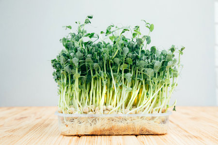 Home gardening. Greens microgreens, peas on a linen rug on a gray background close up. Front viewの写真素材