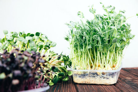 Home gardening. Greens microgreens, peas, radishes in plastic containers on a linen rug on a wooden background. Front viewの写真素材