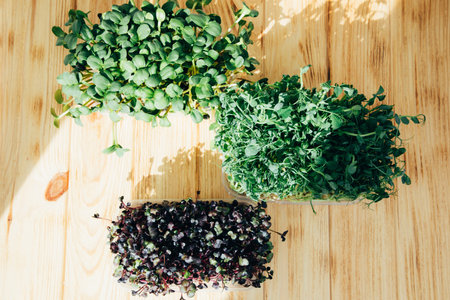 Home gardening. Greens microgreens, peas, radishes, sunflowers in plastic containers on a linen rug...