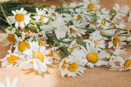 Background with flowers. Top view of white field daisies, chamomile on a light wooden background. Background for designの写真素材