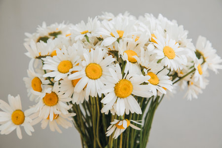 Background with flowers. Front view of white field daisies, chamomile on a gray background....