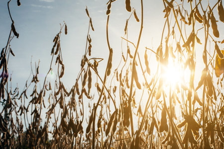 Ripe yellow soybean plants in a field close-up. Agricultural field with ripe soy against the blue sky. Front viewの写真素材