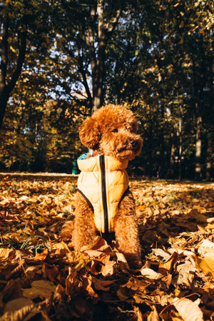 A small red poodle in yellow sits on the yellow leaves on yellow vest in an autumn park, sunny day. Front viewの写真素材