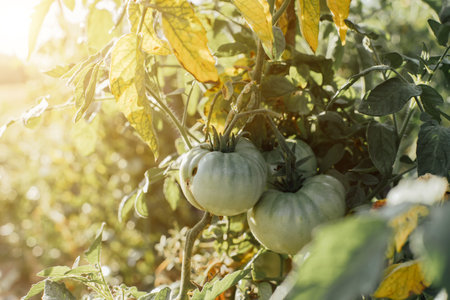 Concept of gardening. Bushes with green tomatoes in the ground soil on a sunny day. Growing vegetables. Front viewの写真素材