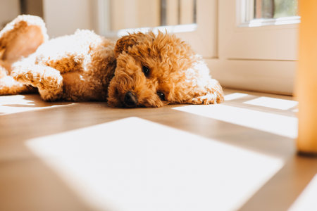 A small beautiful red poodle in the collar near the window. Close up pet portrait. Front viewの写真素材
