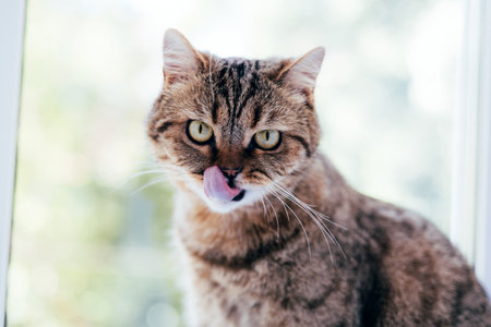 A gray striped cat with yellow eyes near the window. Pet portrait with shadows, front viewの写真素材