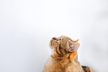 A gray striped cat with yellow eyes on a white background looks up. Pet portrait with shadows, front viewの写真素材