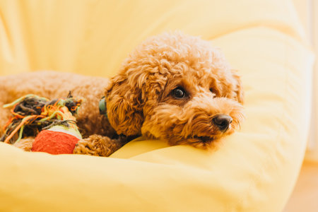 A small beautiful red poodle in the collar on a yellow chair. Close up pet portrait. Front viewの写真素材