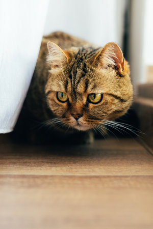 A gray striped cat with yellow eyes plays near the window. Pet portrait with shadows, front viewの写真素材