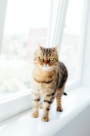 A gray striped cat with yellow eyes near the window. Pet portrait with shadows, front viewの写真素材