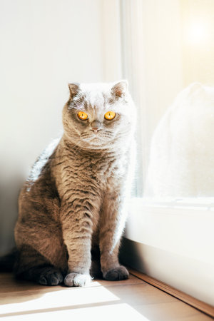 A gray cat with yellow eyes near the window. Pet portrait with shadows, front viewの写真素材